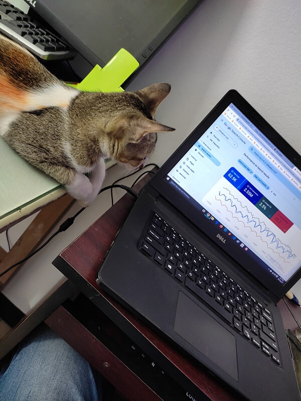my cat watching my computer