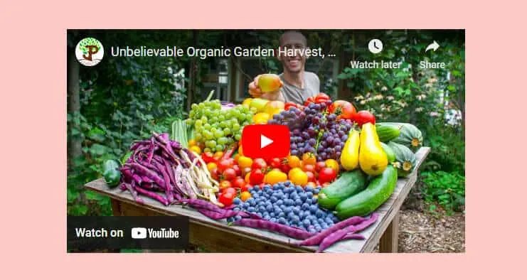 center aligned YouTube video